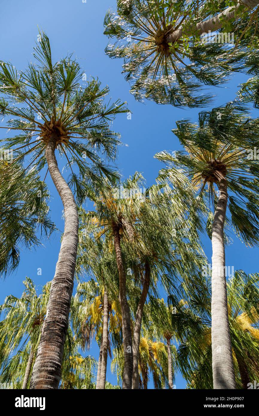 Looking up at numerous palm trees. Stock Photo