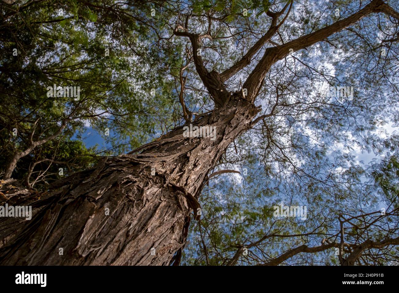 Albizia harveyi tree (Common Albizia) in the family Fabaceae native range from Kenya to South Africa. Stock Photo