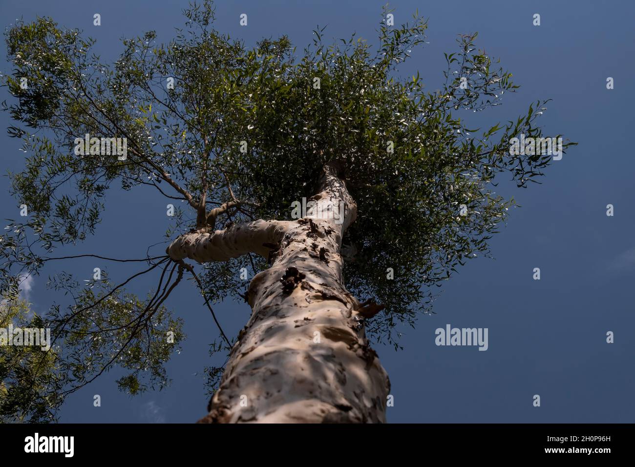 Corymbia citriodora tree, commonly known as lemonscented gum endemic