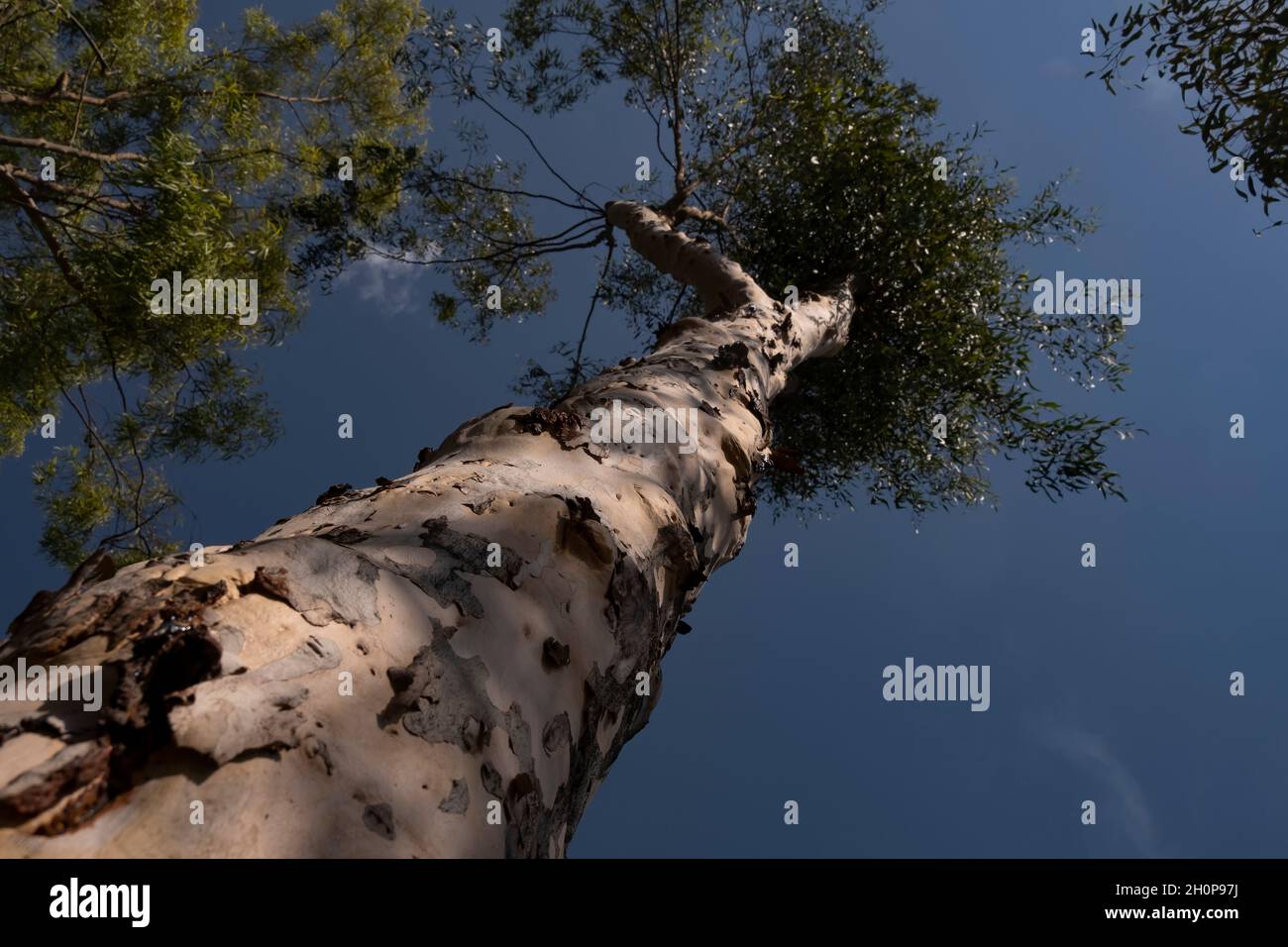 Corymbia citriodora tree, commonly known as lemonscented gum endemic
