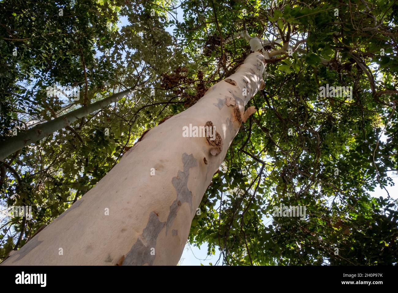 Corymbia citriodora tree, commonly known as lemonscented gum endemic