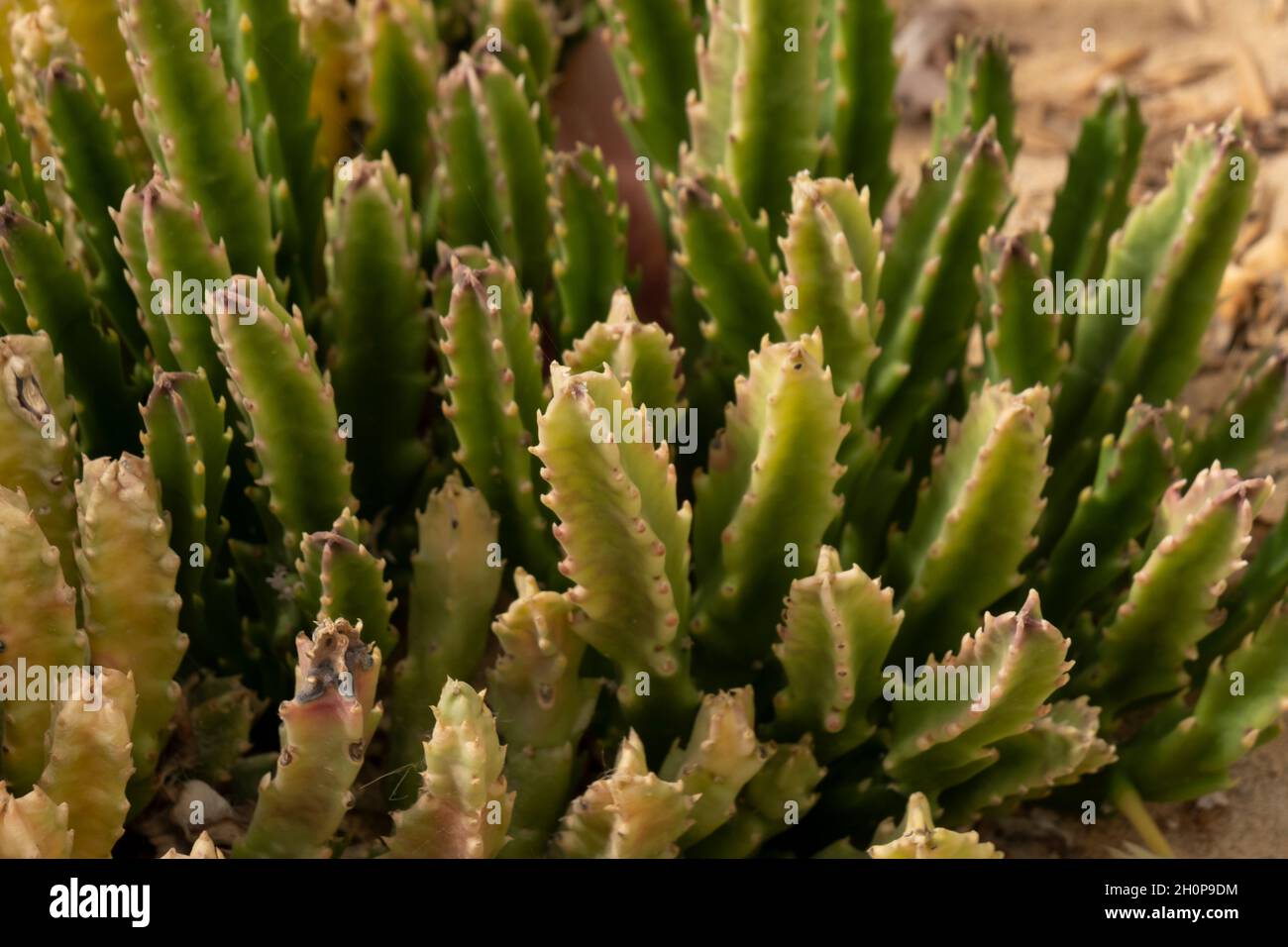 Stems of Stapelia hirsuta, common name starfish flower or carrion plant, a species of flowering plant belonging to the family Apocynaceae endemic to South Africa and southern Namibia Stock Photo