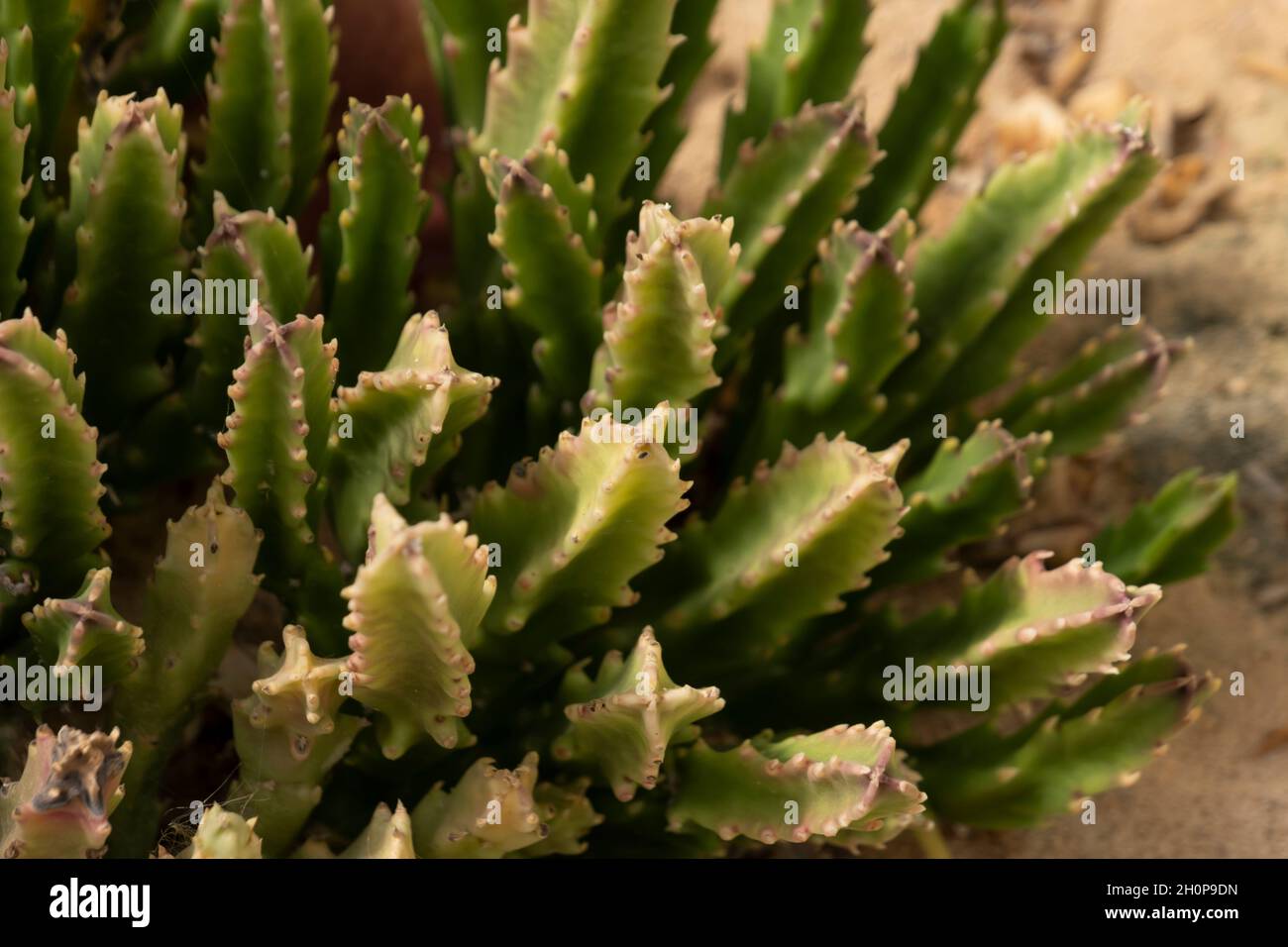 Stems of Stapelia hirsuta, common name starfish flower or carrion plant, a species of flowering plant belonging to the family Apocynaceae endemic to South Africa and southern Namibia Stock Photo