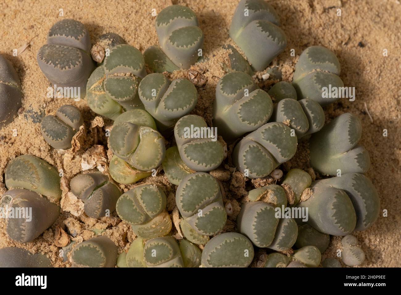 Lithops a genus of succulent plant in the ice plant family, Aizoaceae native to southern Africa. Stock Photo