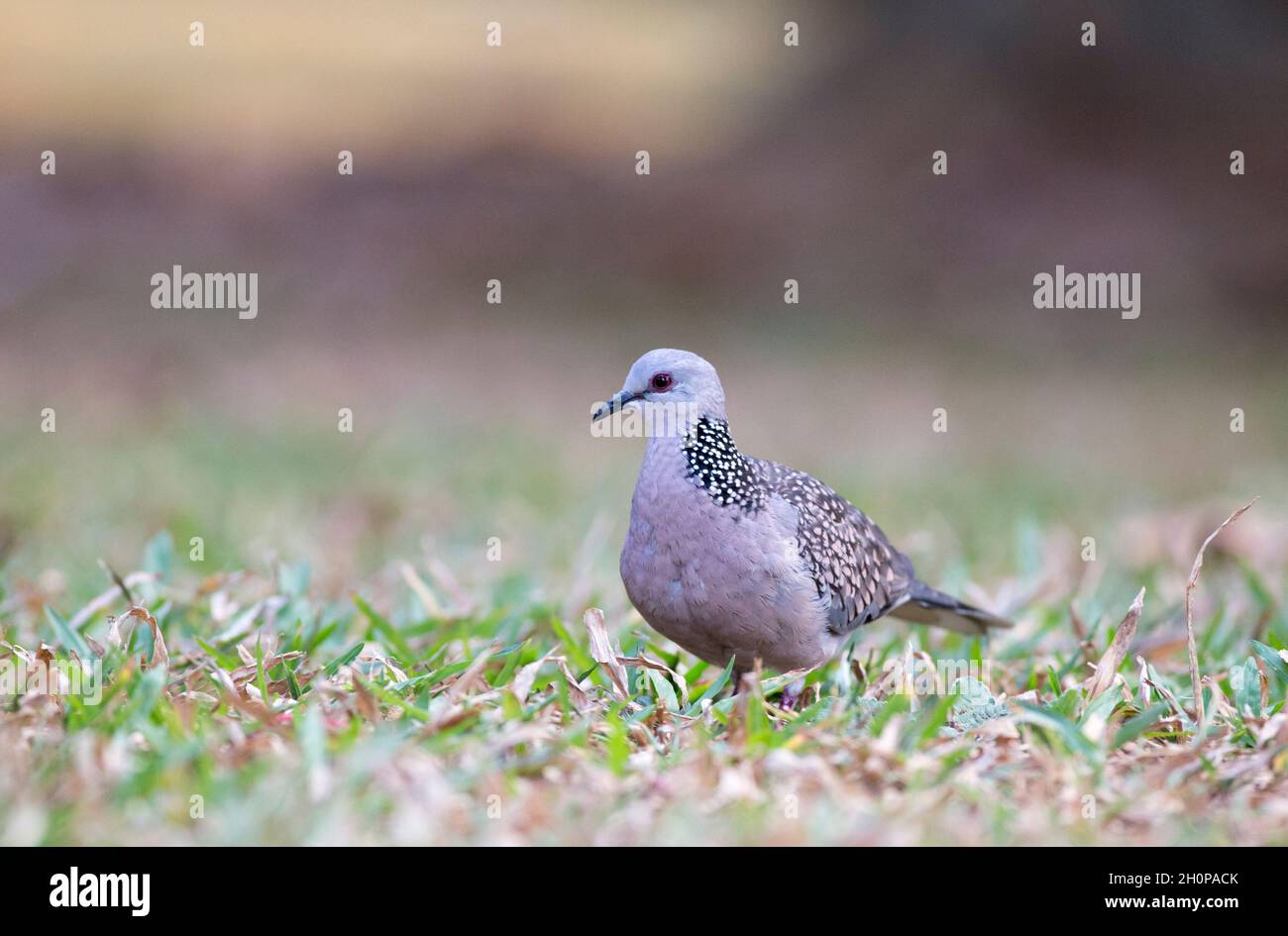 Spilopelia chinensis chinensis hires stock photography and images Alamy