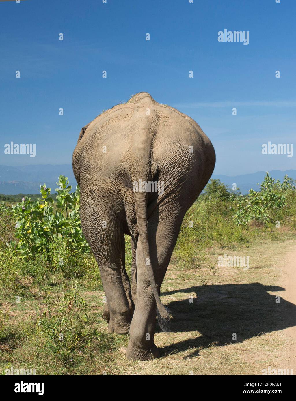 Rear view of elephant hi-res stock photography and images - Alamy