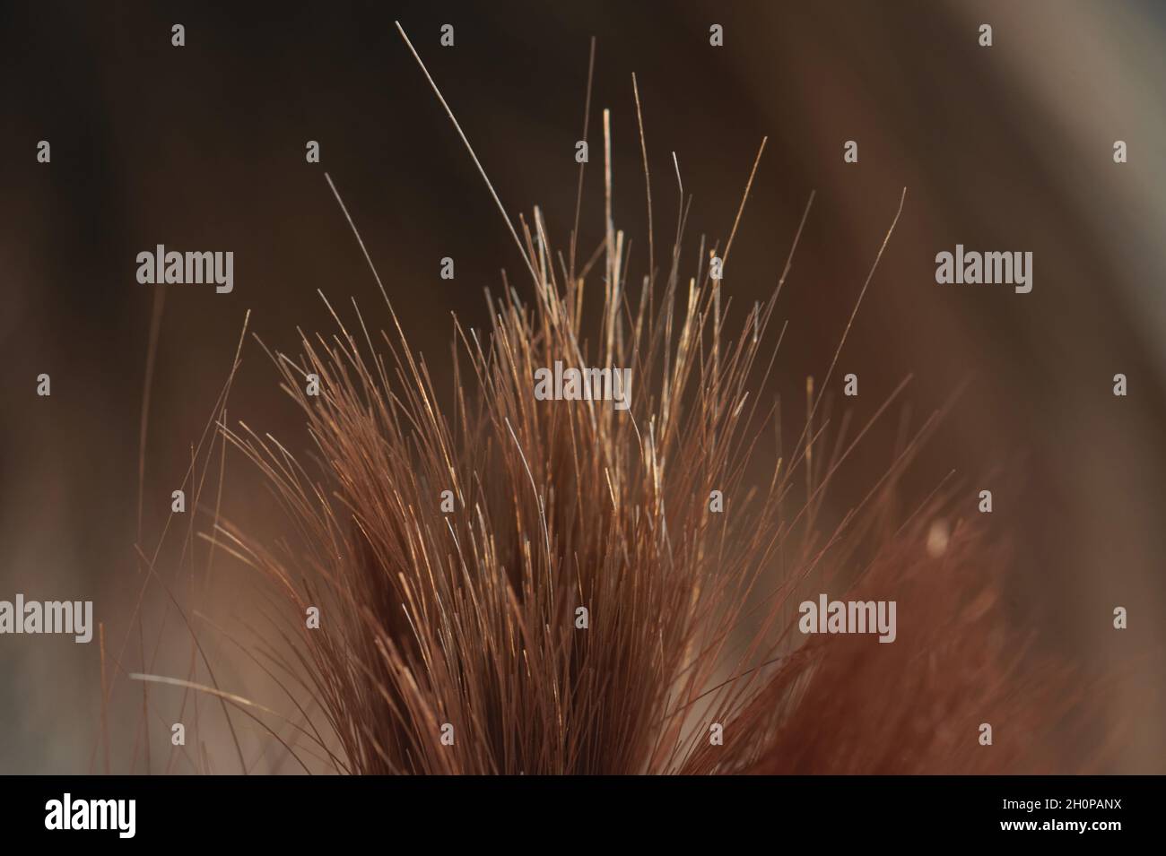 Healthy hair ends macro close up view brown color Stock Photo