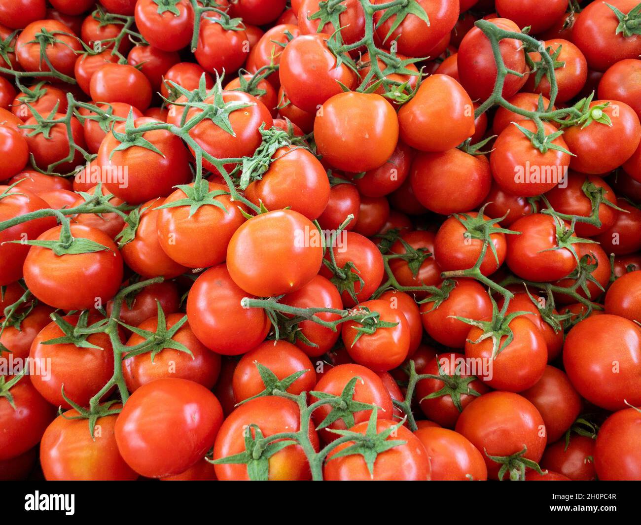 Choosing very delicious vegetable tomato from a pile in a grocery Stock Photo