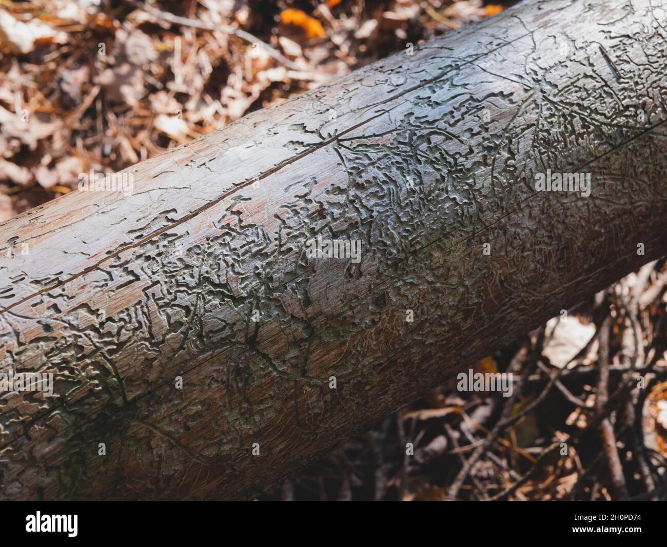 Bizarre bark beetle galleries on a dead tree. Pest damage. Tracery created by larvae which lived in the tree and fed on the living tissues below the b Stock Photo