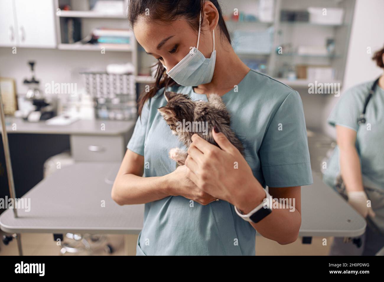 Careful Asian veterinarian with mask cuddles little kitten in modern clinic Stock Photo