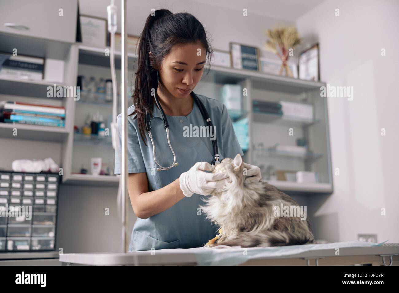 Asian veterinarian in uniform with stethoscope examines fluffy grey cat in clinic Stock Photo