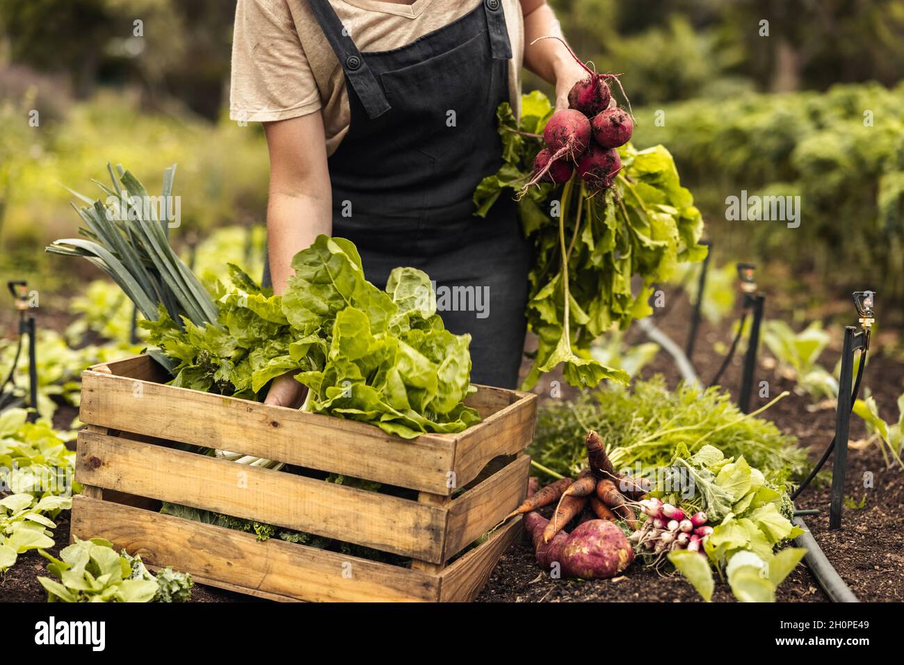 Female farmer arranging fresh vegetables into a crate on her farm