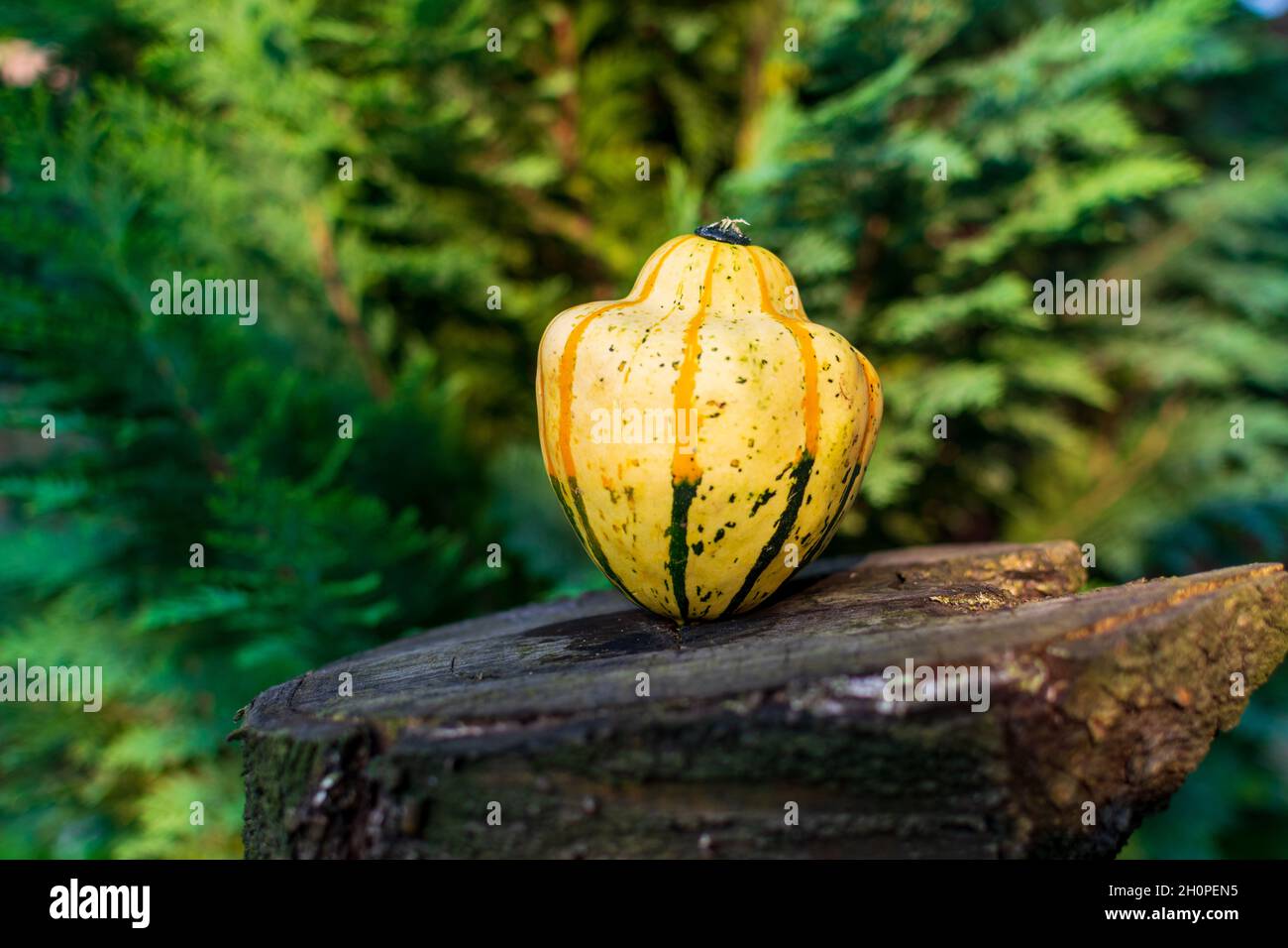 Yellow gourd or pumpkin with stripes on a wooden table in nature Stock Photo