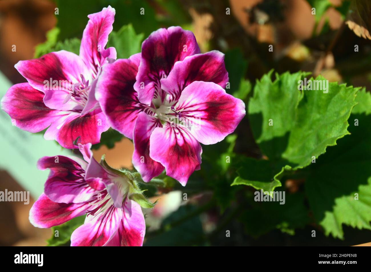 Red/Pink/Purple Pelargonium grandiflorum 'Garnet Wings' (Regal) Flowers grown in a Flowerpot at RHS Garden Bridgewater, Worsley, Manchester, UK. Stock Photo