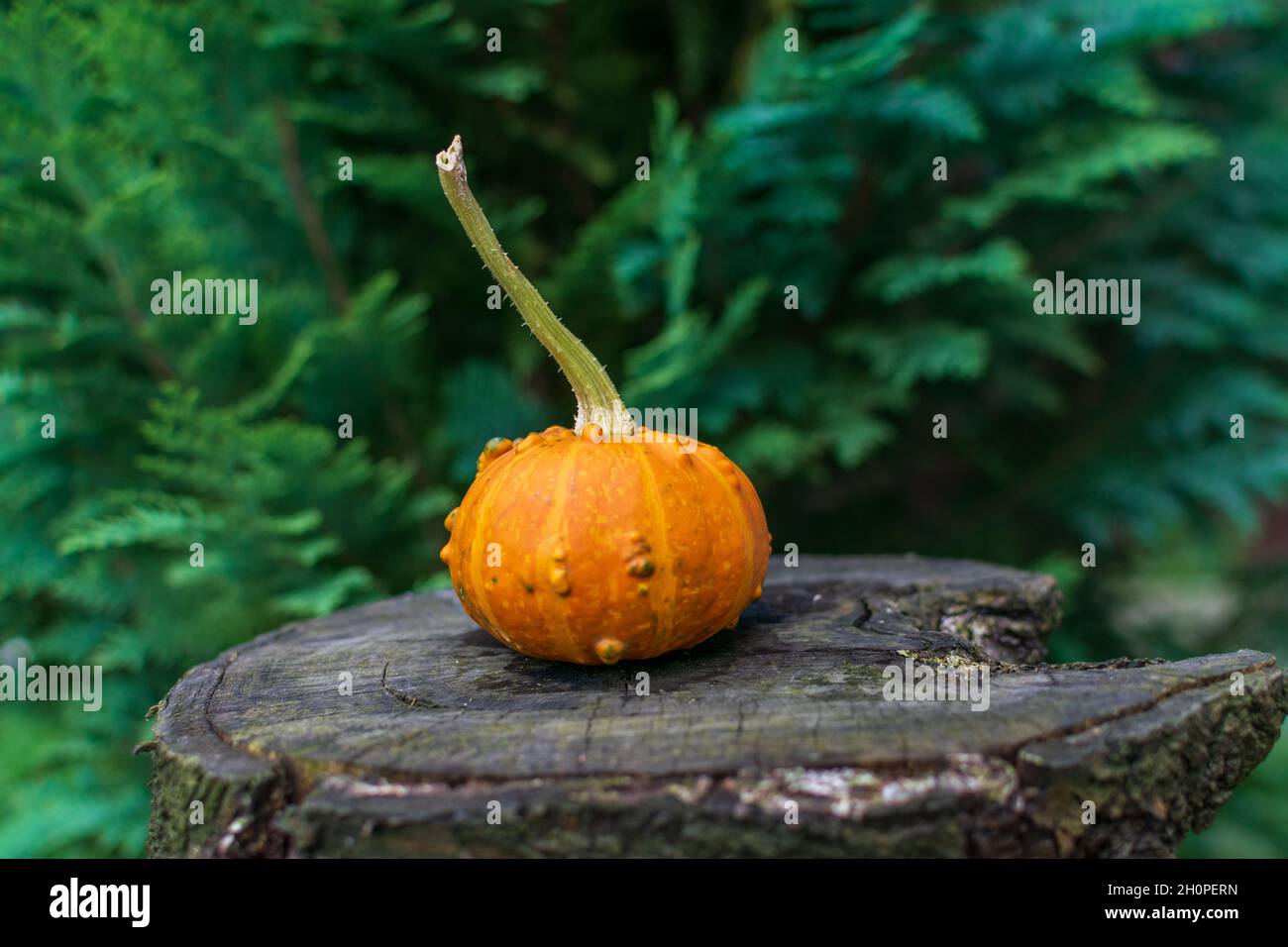 Pumpkin Zombie Hybrid on a wooden table in nature Stock Photo