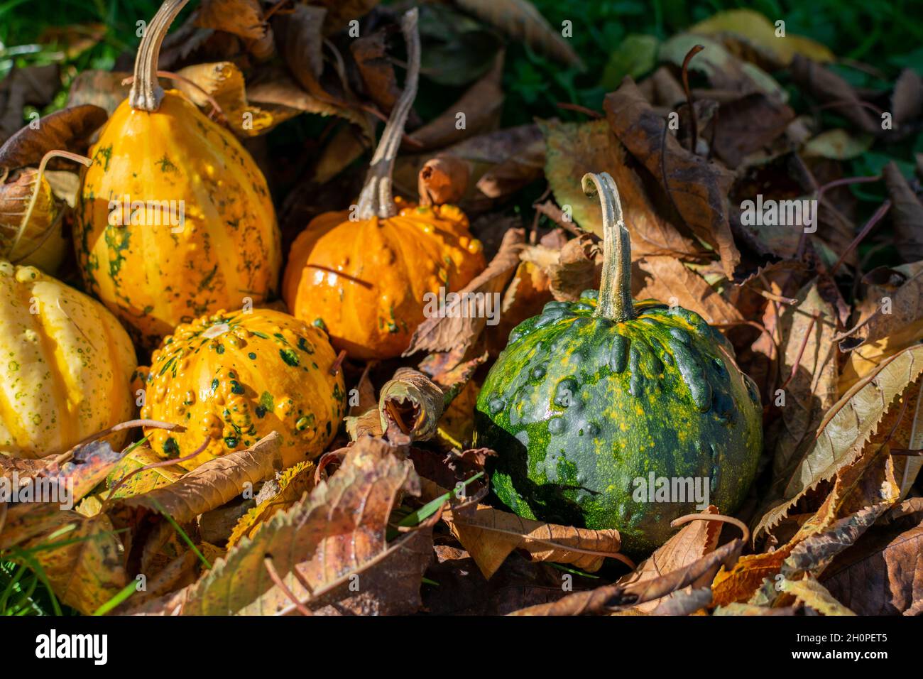 Green and yellow gourds or pumpkins covered by fall's colored leaves Stock Photo