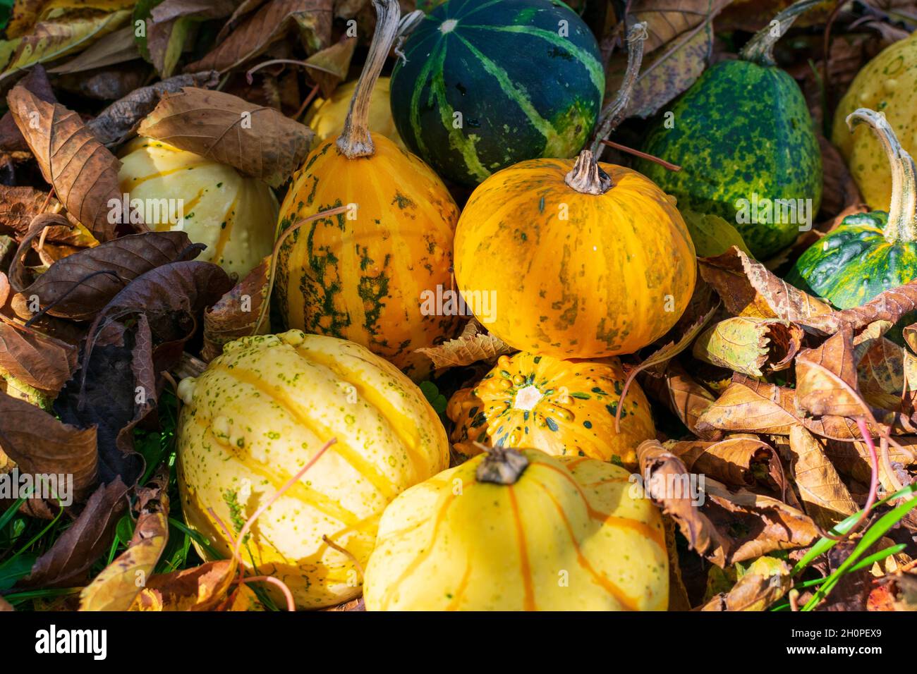 Striped yellow and green gourds or pumpkins surrounded by fall's