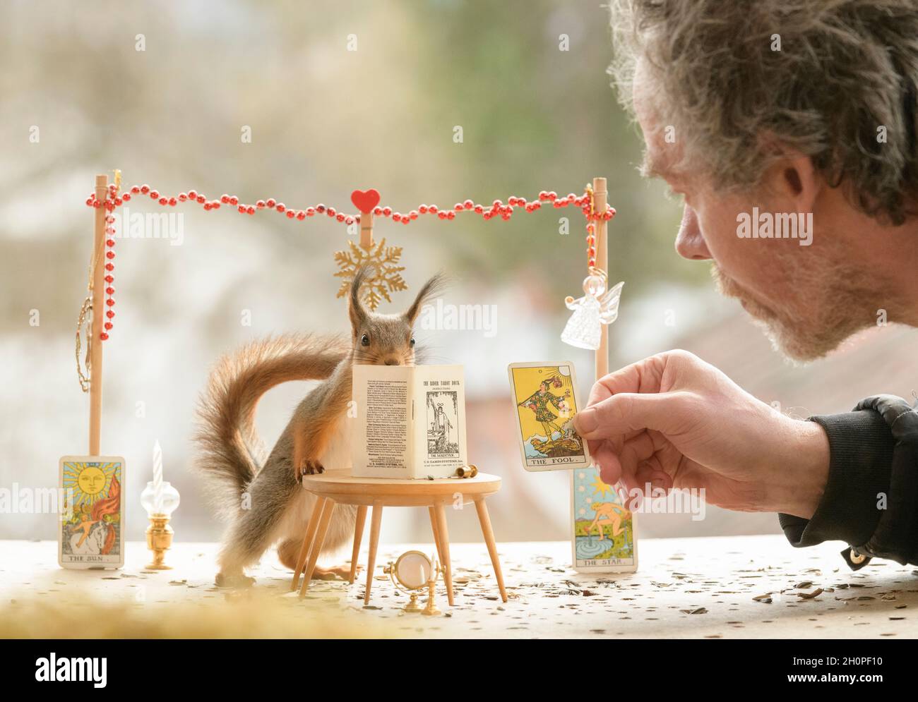 red squirrel is watching an tarot book  with man holding a fool card Stock Photo