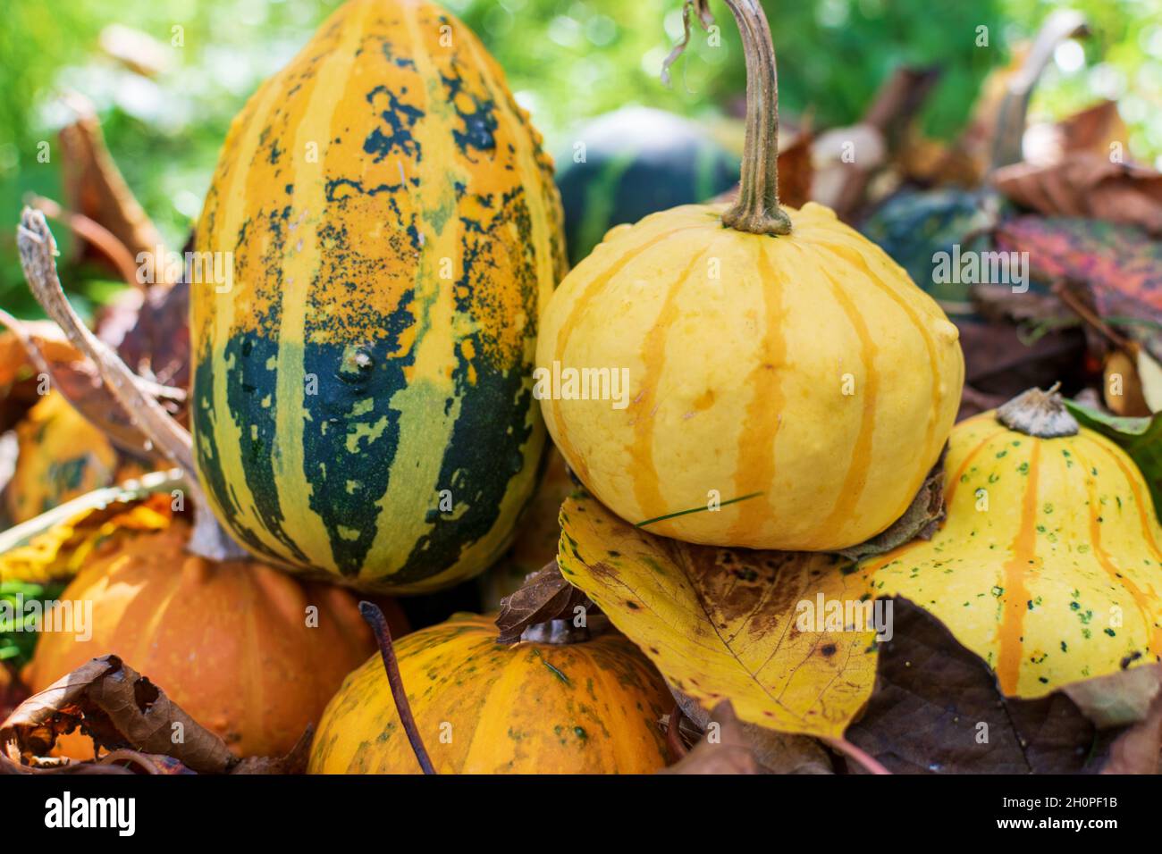 Striped yellow and green gourds or pumpkins surrounded by fall's