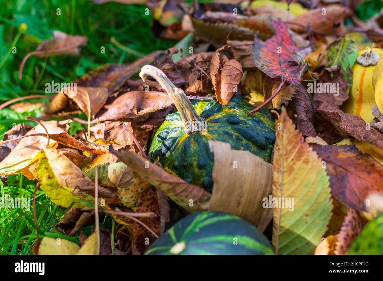 Green gourd or pumpkin covered by fall's colored leaves Stock Photo