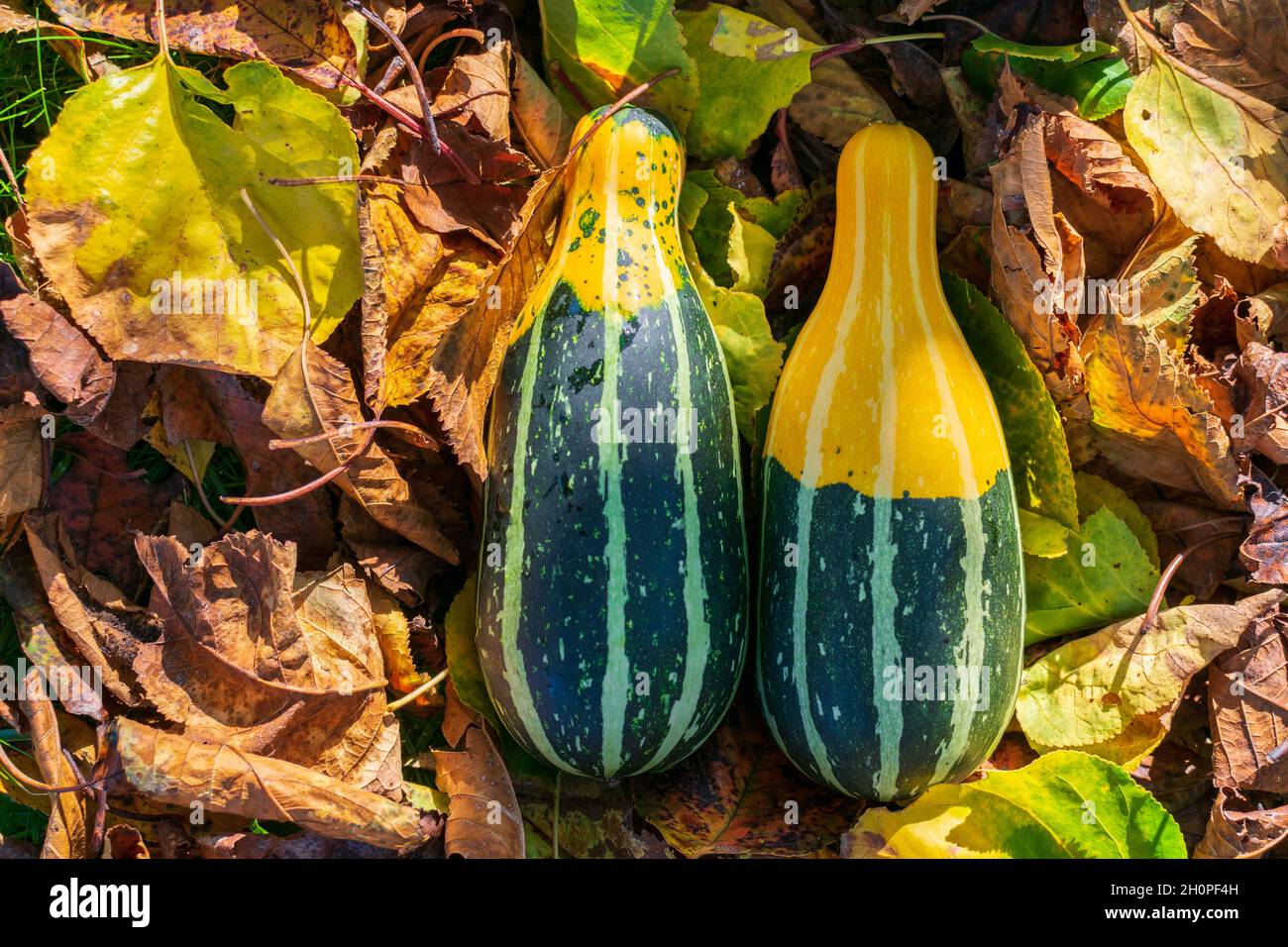 Long striped gourds or pumpkins among fall's colored leaves enlightened by sunset Stock Photo
