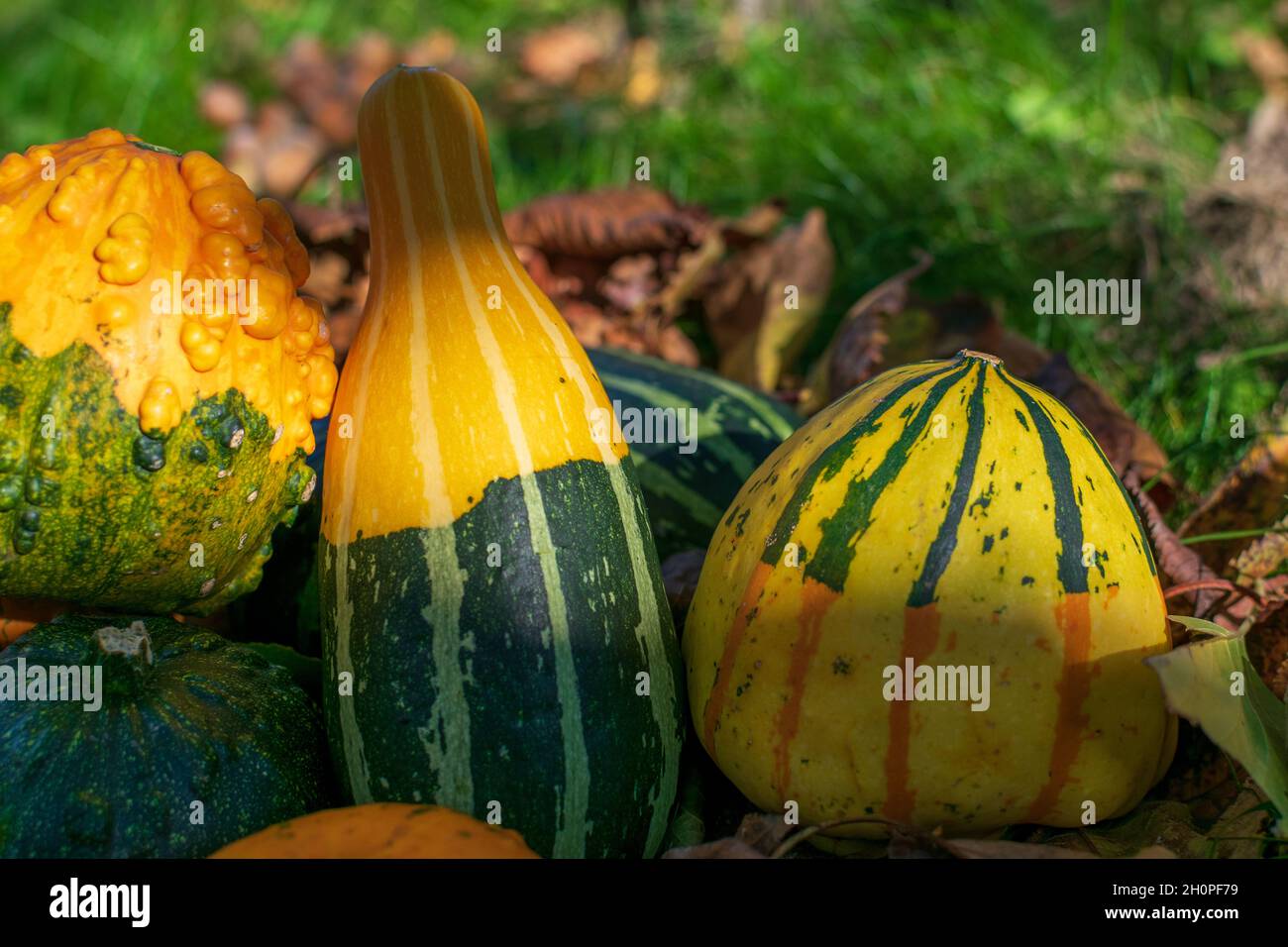 Striped gourds or pumpkins among fall's colored leaves enlightened by sunset Stock Photo