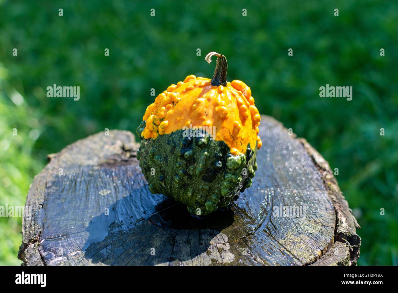 Warty Goblin - Hybrid Pumpkin on a wooden table in nature Stock Photo