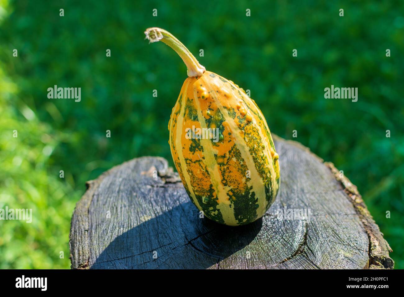Long striped gourd or pumpkin on a wooden table in nature Stock Photo