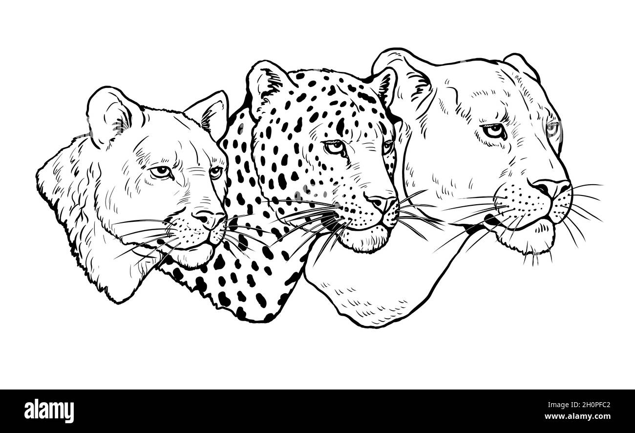 Portrait of lion, leopard and puma. Digital template for coloring Stock  Photo - Alamy