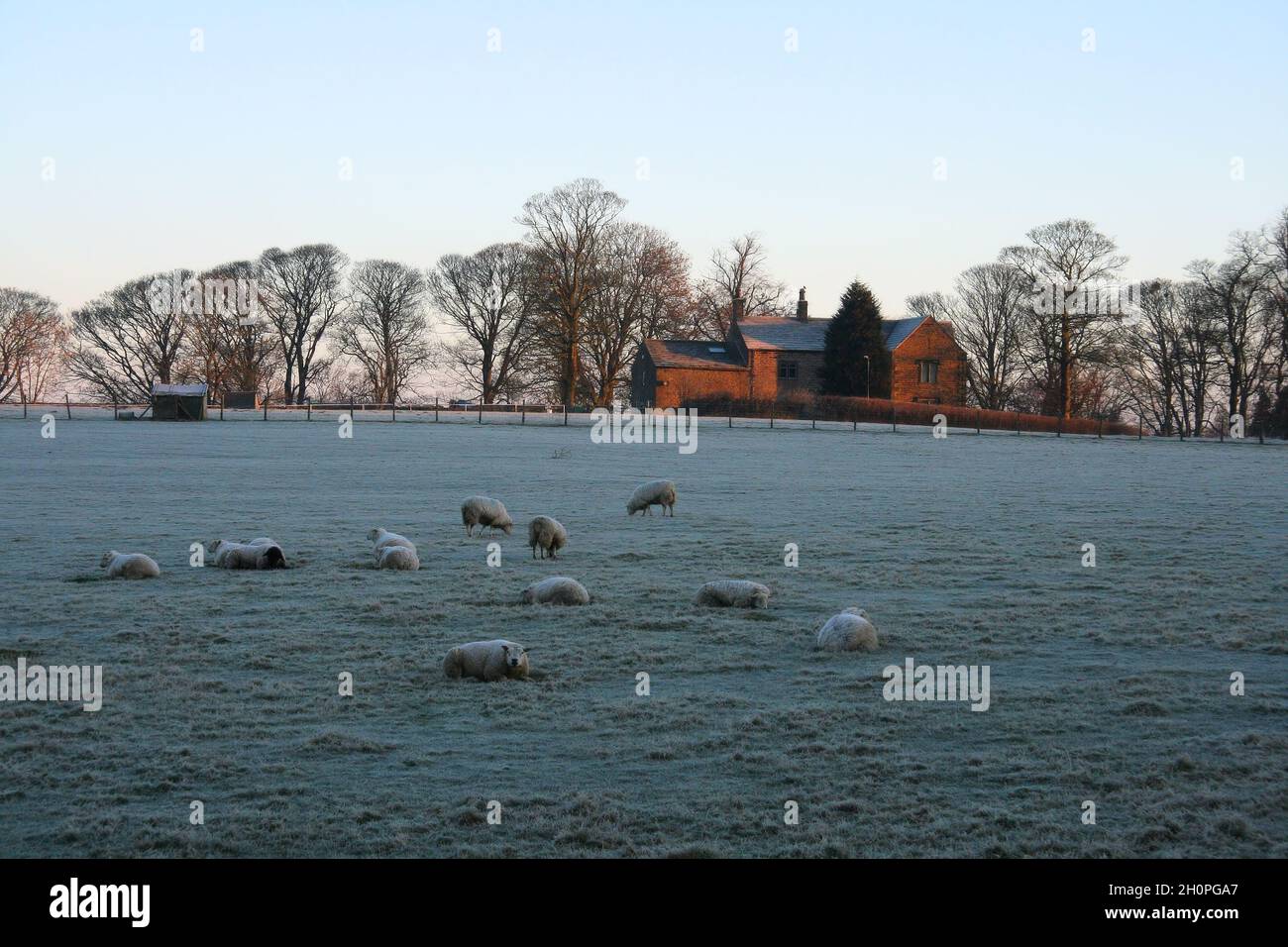 Sheep in a frost covered field and a farmhouse glowing orange soon after sunrise at Kelbrook and Sough, Lancashire, England Stock Photo