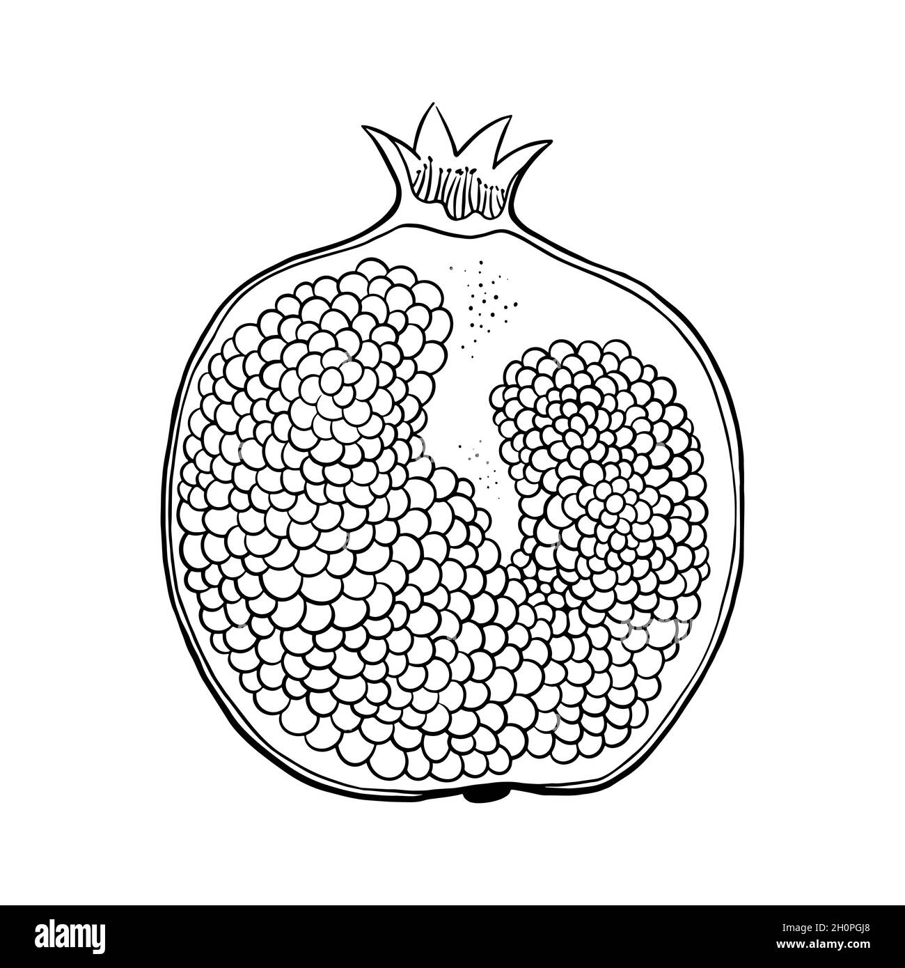 Pomegranate outline sketch isolated on white background. Vector