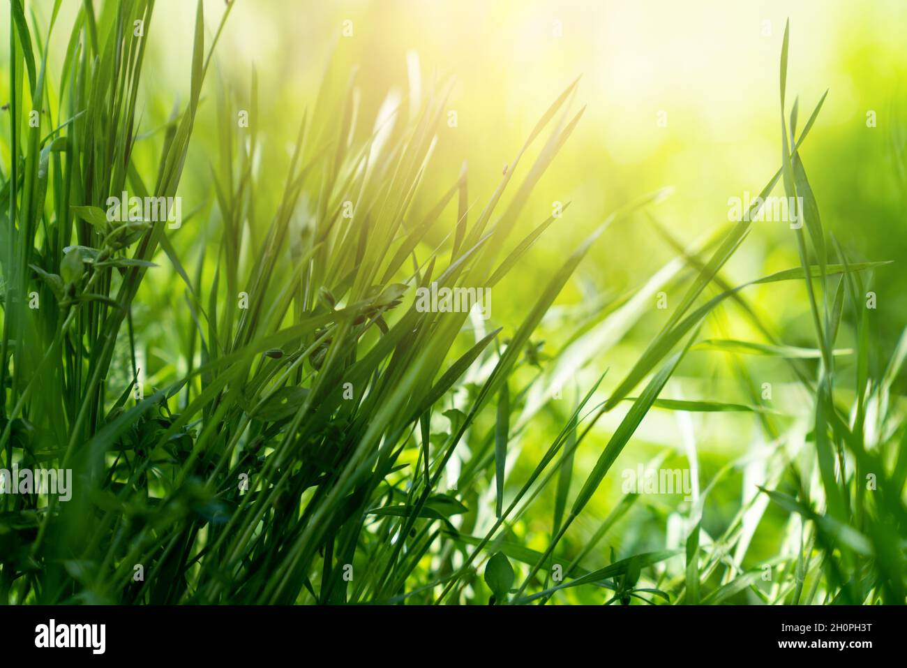 Close up green grass in open field, nature background Stock Photo - Alamy