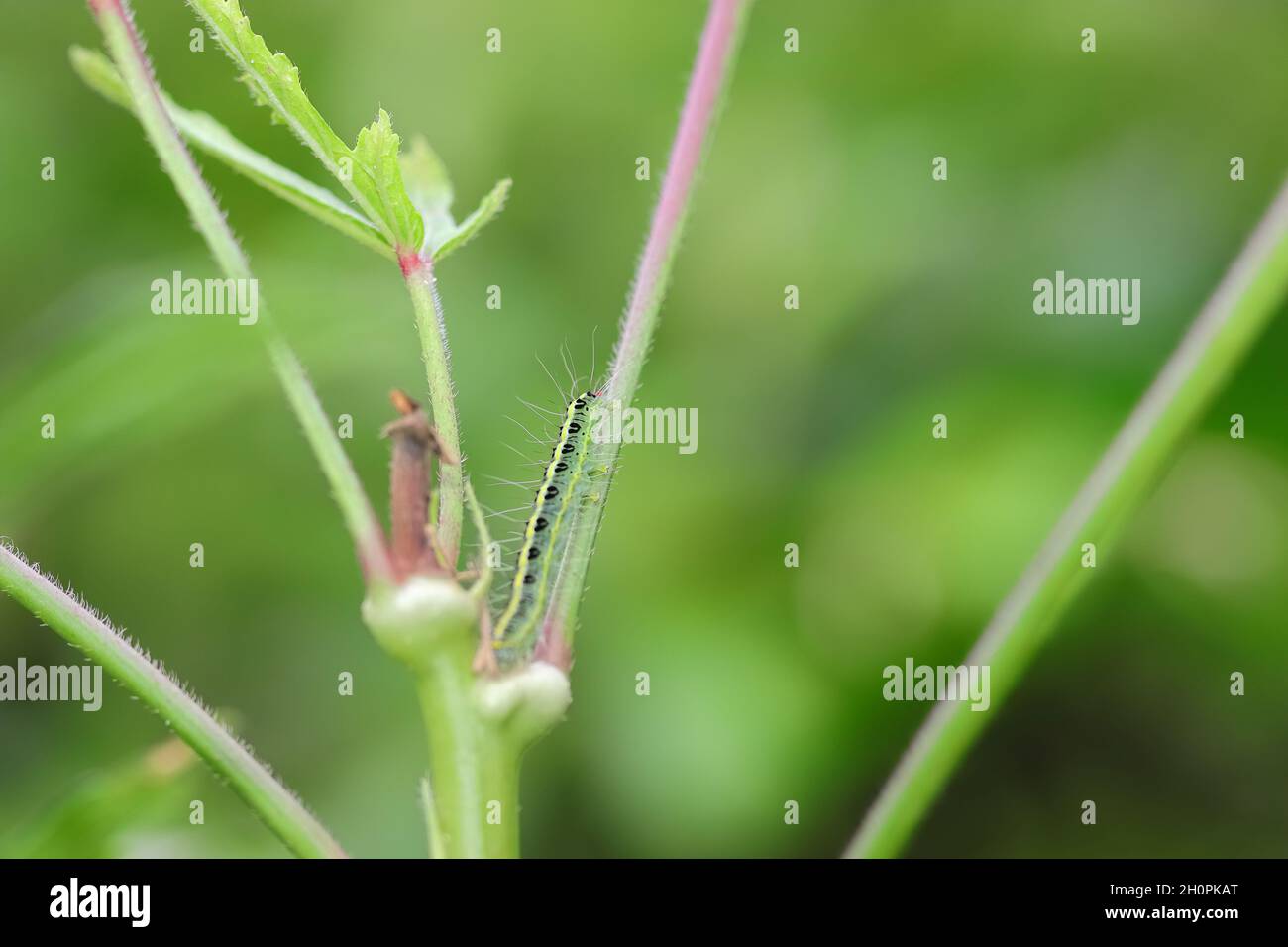 Close-up Green larva sitting on the plant that damages the okra crop Stock Photo