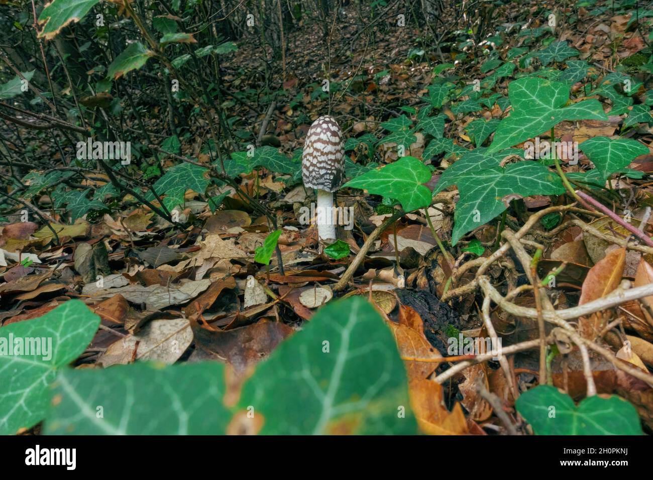 autumn color of Sicily nature closeup of Coprinus Picaceus fungus in Etna Park Stock Photo