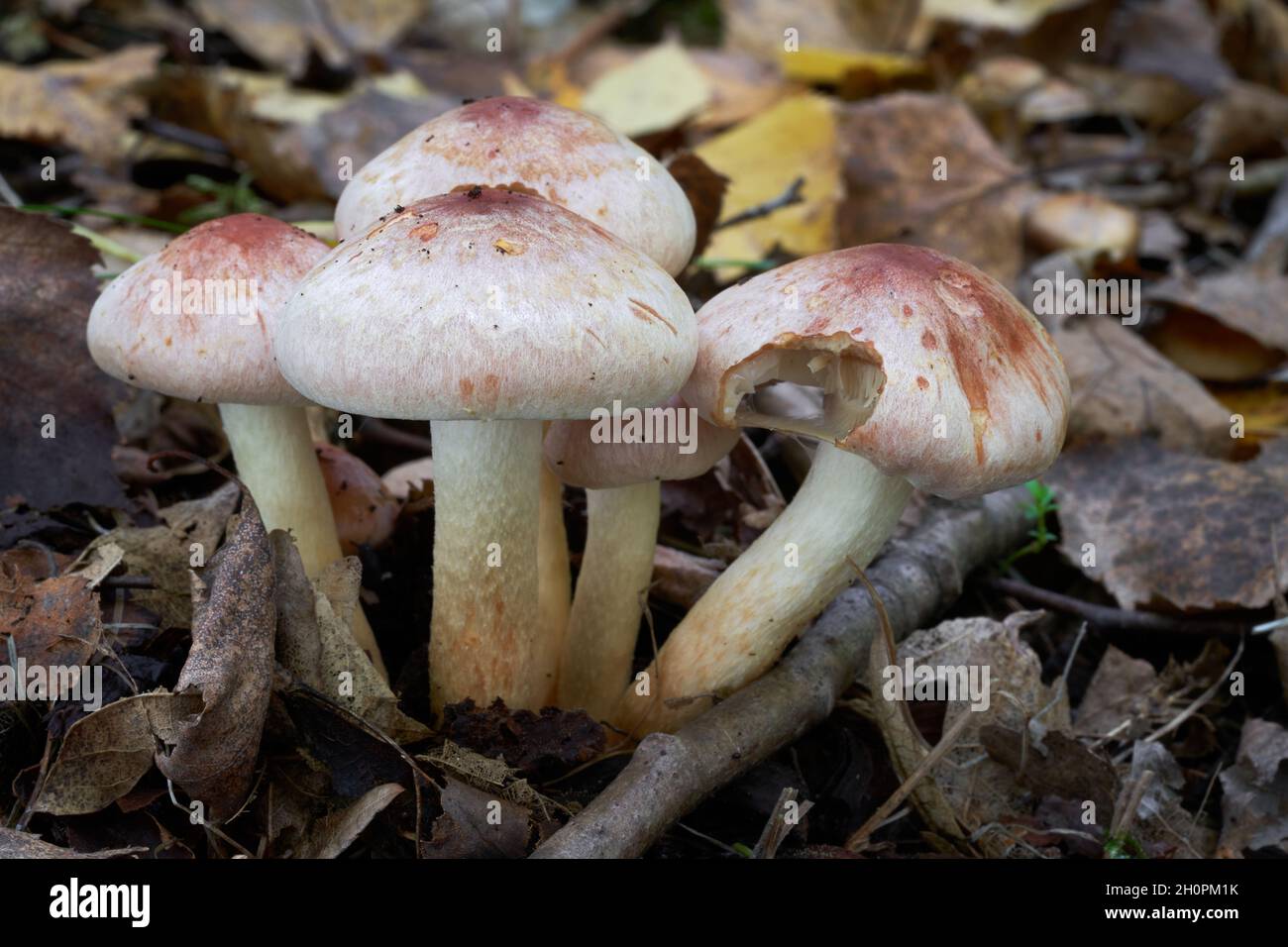 Inedible mushroom Hypholoma lateritium in birch forest. Known as Brick Cap or Brick Top. Bunch of wild mushrooms growing in the leaves. Stock Photo