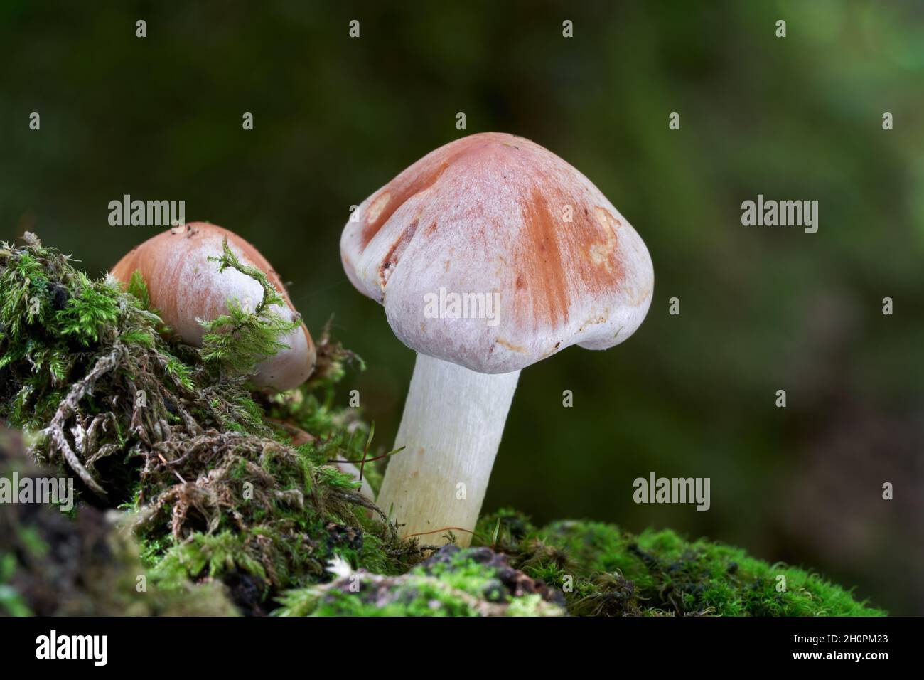 Inedible mushroom Hypholoma lateritium in birch forest. Known as Brick Cap or Brick Top. Wild mushrooms growing on the stump. Stock Photo