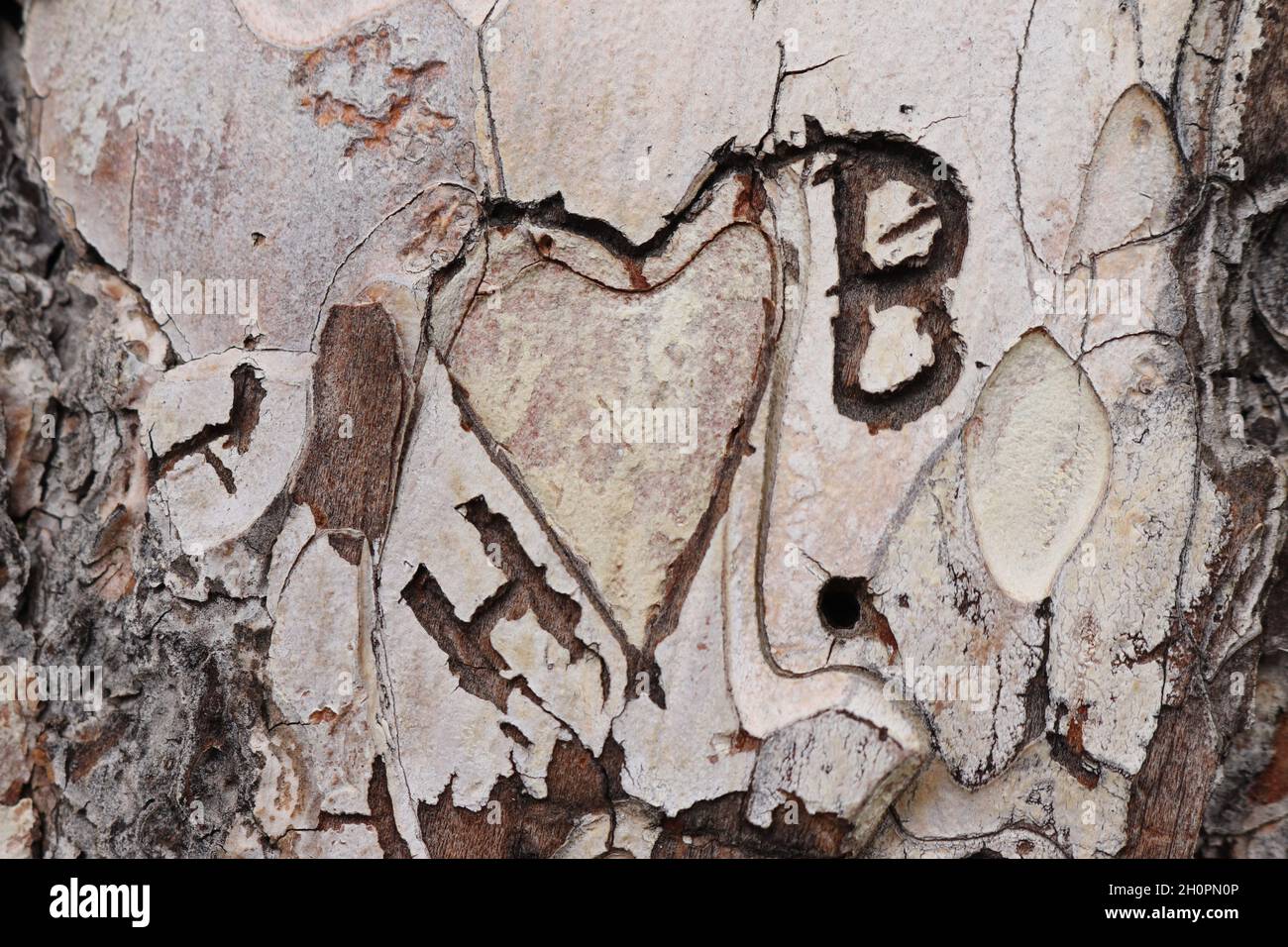 Heart carved in the bark of a tree, in a forrest. In the heart is written H and B. Stock Photo