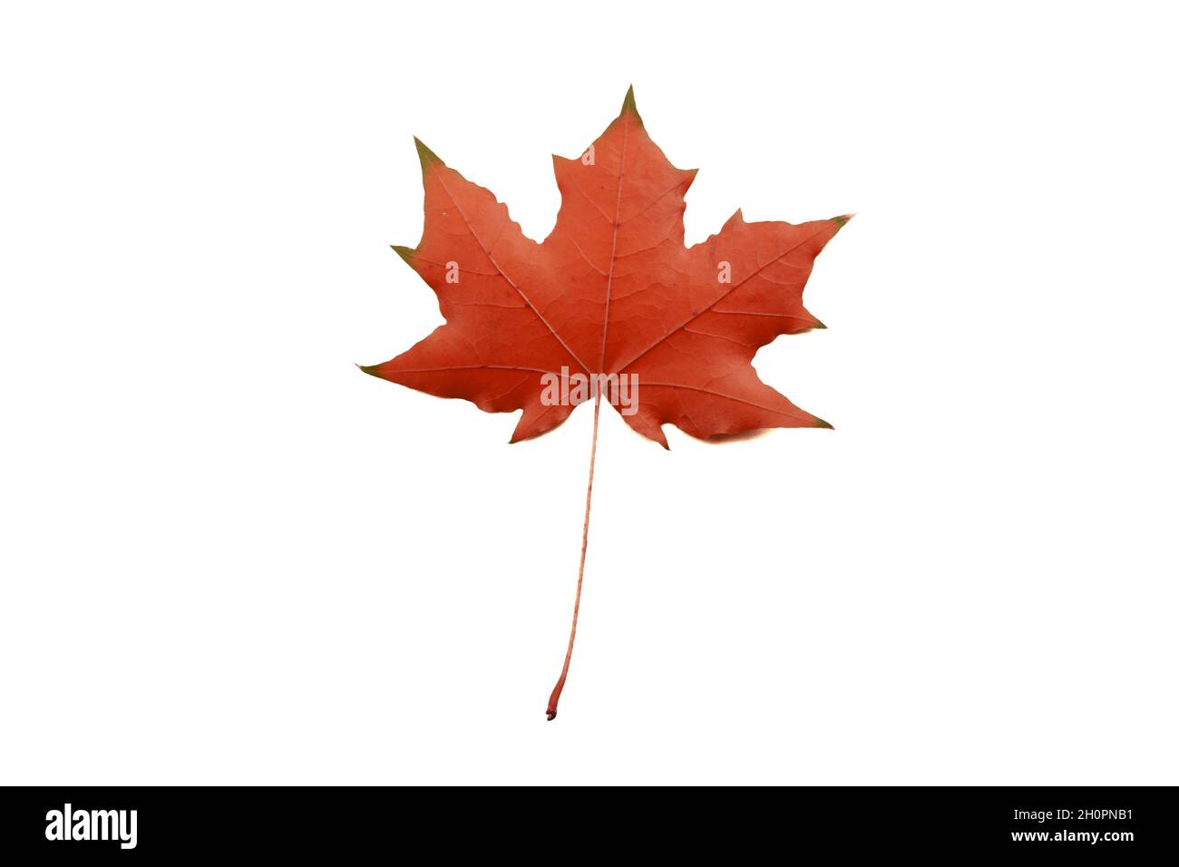 red maple autumn leaf b isolated on a white background Stock Photo - Alamy