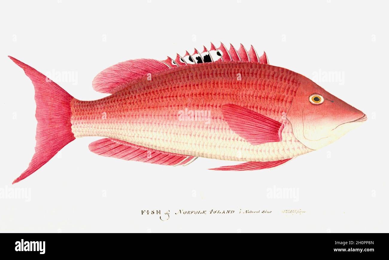 George Raper vintage fish illustration - Fish of Norfolk Island Stock ...