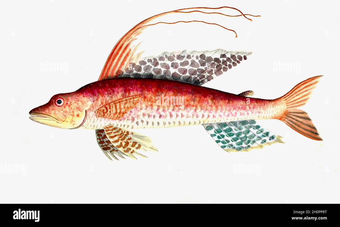 George Raper vintage fish illustration - Salmo Stock Photo