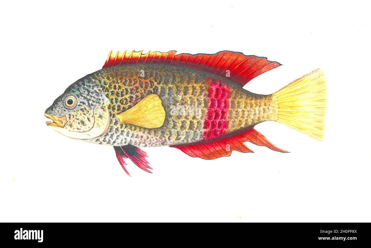 George Raper vintage fish illustration - Crimson Banded Parrot Fish Stock Photo