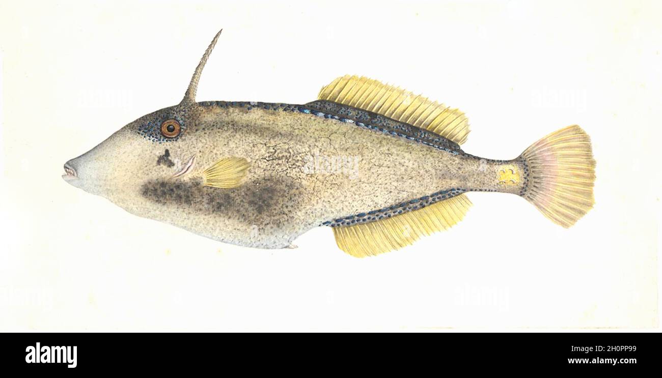 George Raper vintage fish illustration - Leatherjacket Stock Photo - Alamy