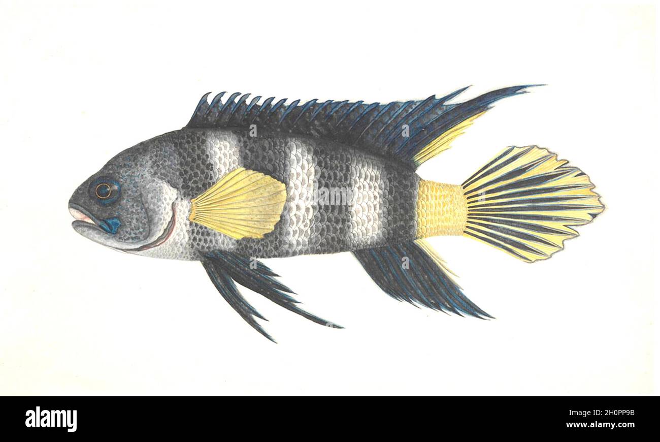 George Raper vintage fish illustration - Roundhead Stock Photo - Alamy