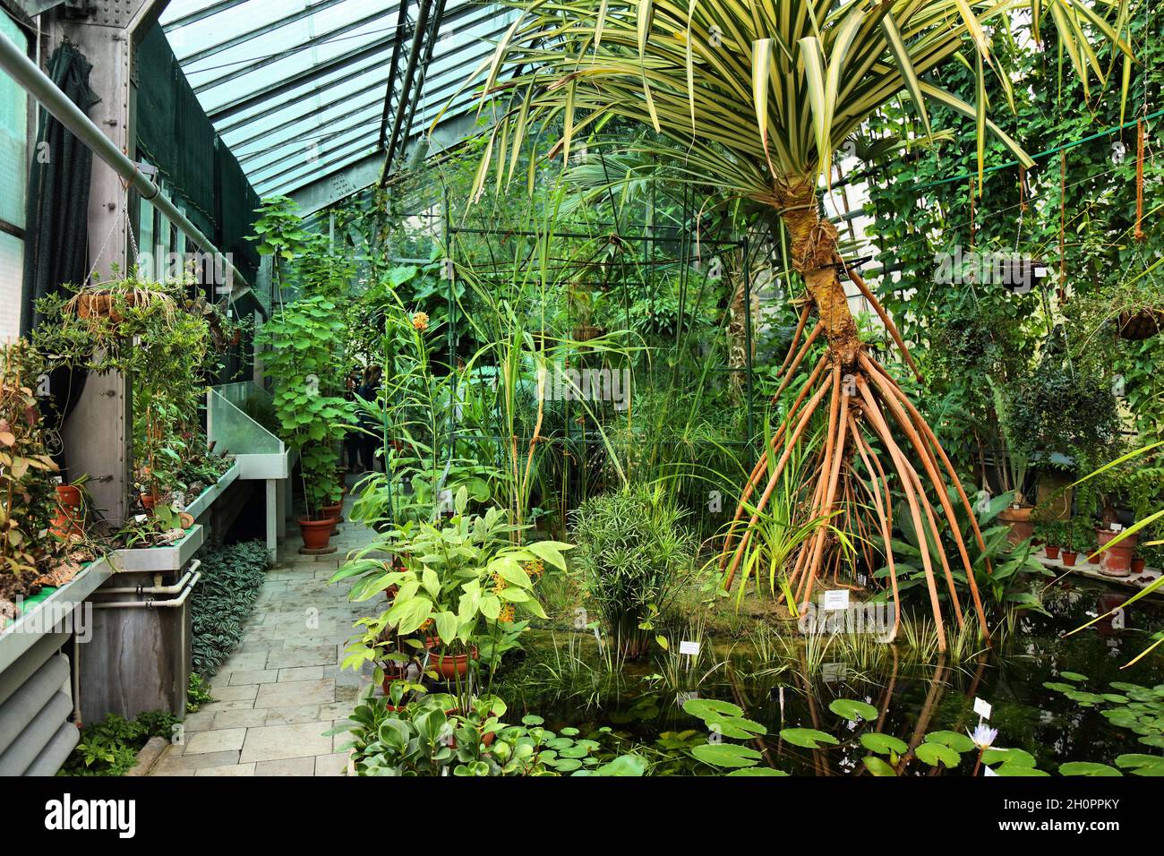 KRAKOW, POLAND - JULY 3, 2021: Greenhouse interior at Jagiellonian University Botanical Garden in Krakow, Poland. Stock Photo