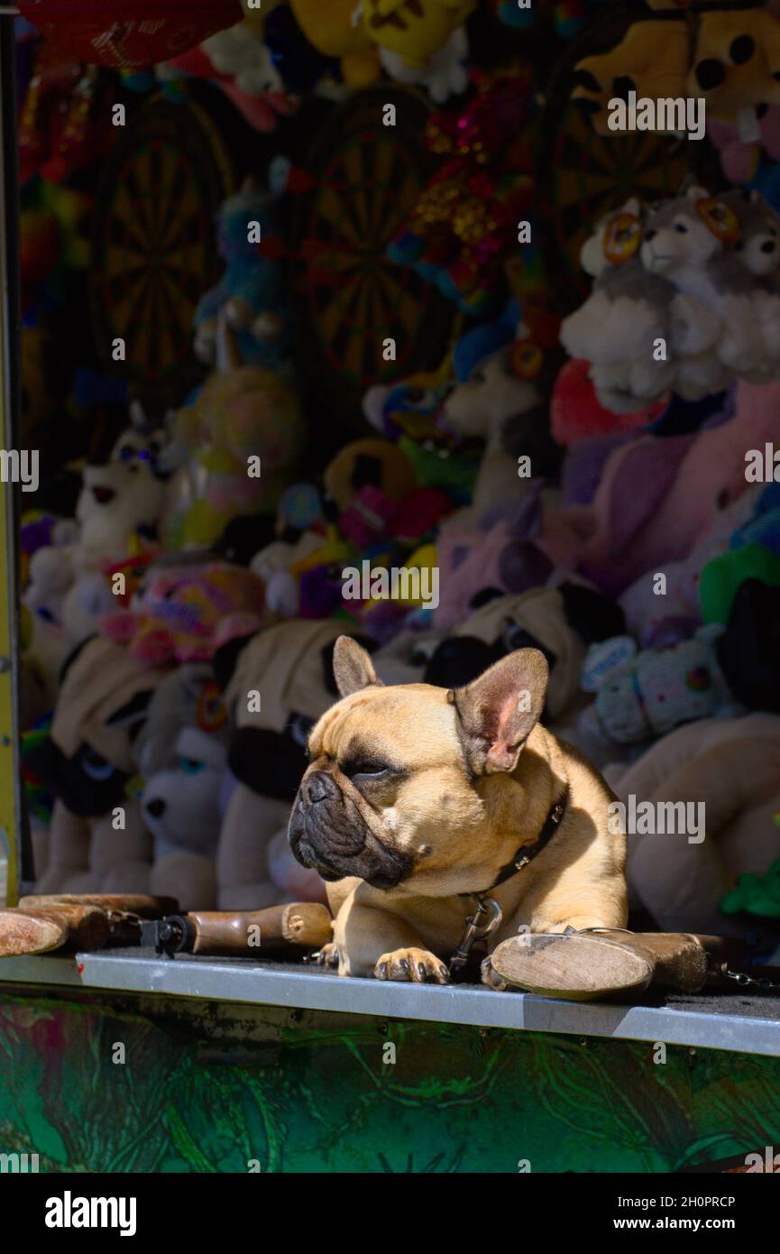 French Bulldog Sitting In The Sun On A Shooting Gallery At A Funfair With Stuffed Toy Prizes In The Background UK Stock Photo