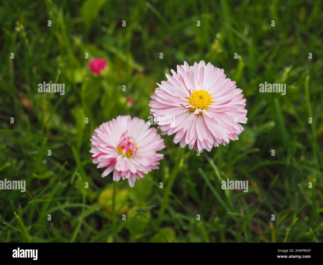 Wild English daisy flowers in meadow. Heads are composite with white-pink ray flowers with yellow disk. Bellis perennis of the Asteraceae family. Stock Photo