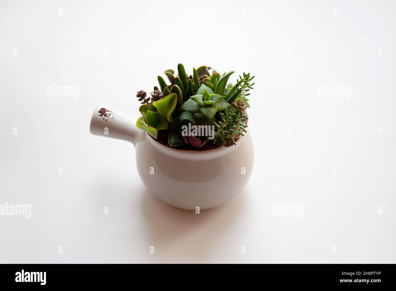 Small succulents garden in ceramic mug isolated on white background Stock Photo