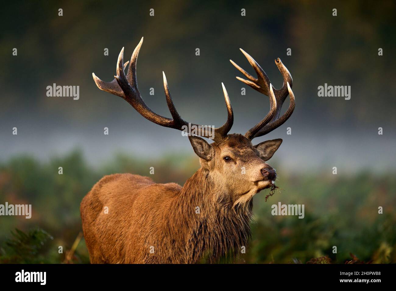 A red deer stag during rutting season in Bushy Park, Richmond, south west London, which is home to over 300 red and fallow deer. During the deer 'rut' in the autumn the Red stags and Fallow bucks compete by roaring, barking and clashing antlers in an attempt to fight off rivals and attract as many females as possible. Picture date: Thursday October 14, 2021. Stock Photo