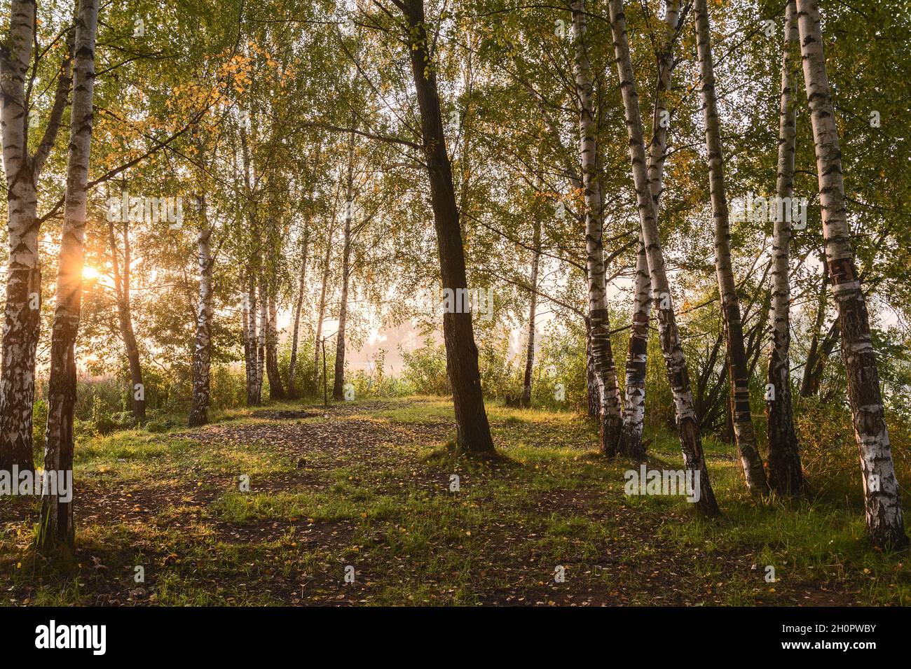 Backlit at the edge of a birch grove. Morning sun rays through the branches. Stock Photo