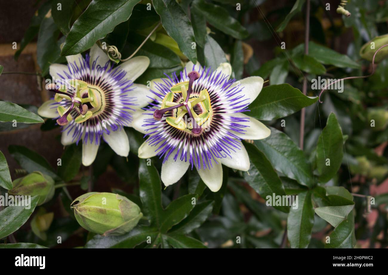 Closeups of Passiflora (purple passion flowers) growing on a wall in a